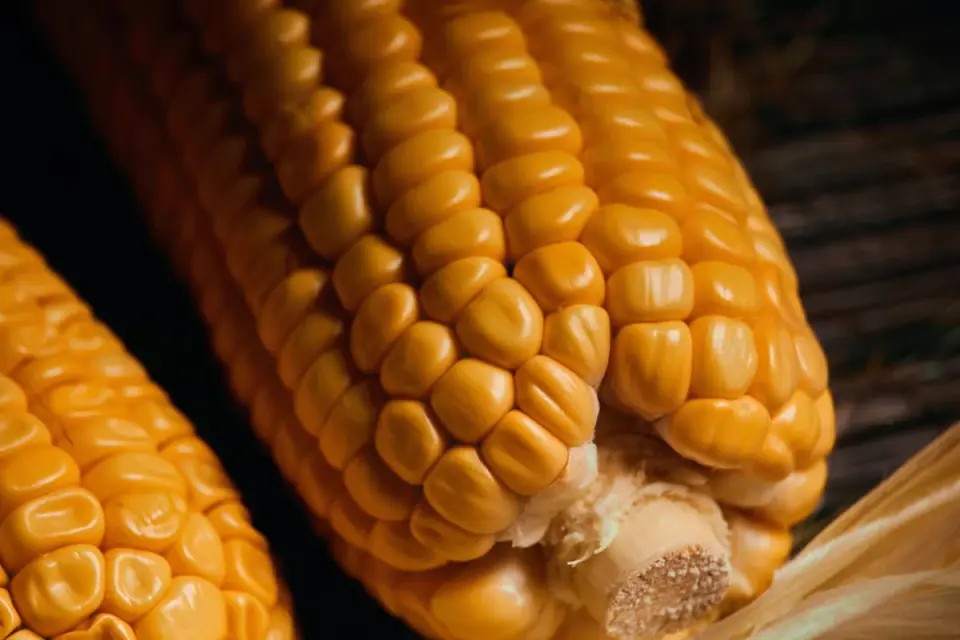 A bare corn cob on a cutting board beside an empty dog bowl