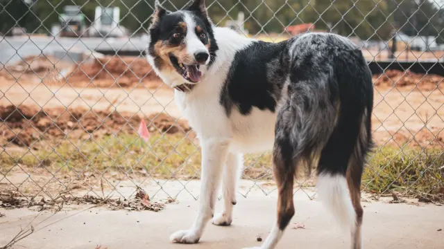 A Border Collie and an Australian Shepherd running together in a grassy backyard