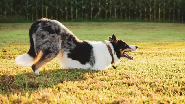 A Border Collie crouched low while herding sheep across an open field