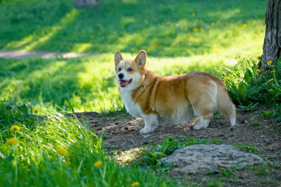 A Cardigan Welsh Corgi with its full tail extended, running across a yard