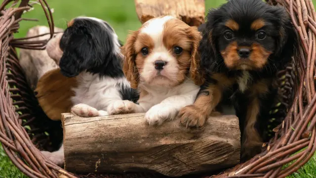 A Cavalier King Charles Spaniel and a Cocker Spaniel sitting side by side on grass