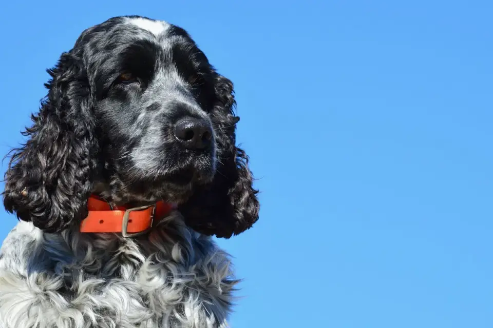 A Cocker Spaniel wearing a rolled leather collar on a walk