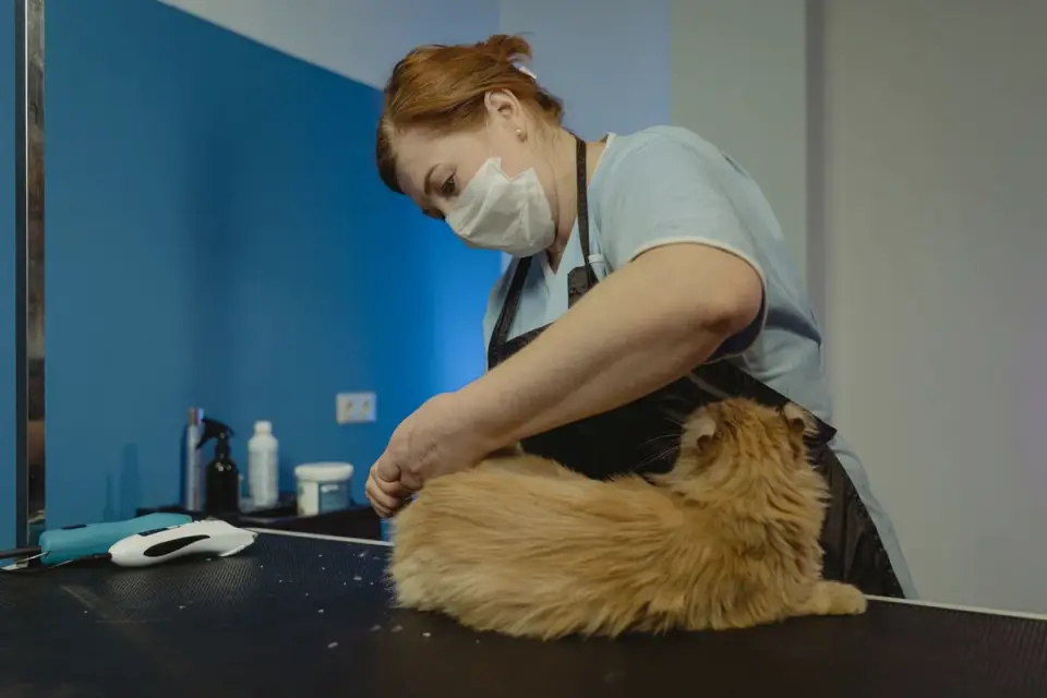 A cordless nail grinder being used on a dog&#x27;s paw