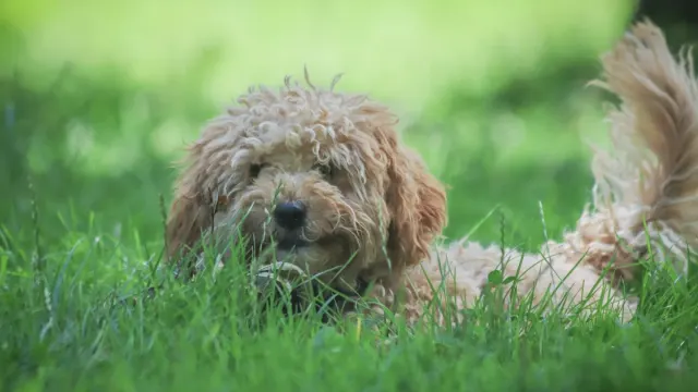 A curly-coated Labradoodle and a wavy-coated Goldendoodle playing together outdoors