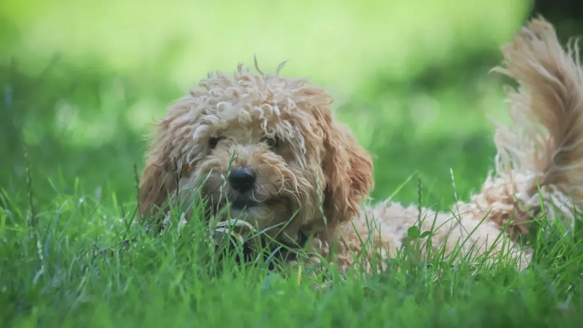A curly-coated Labradoodle and a wavy-coated Goldendoodle playing together outdoors