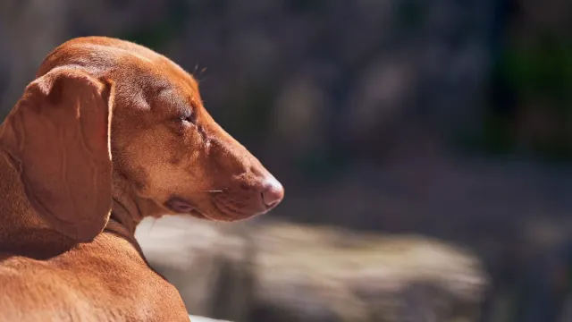 A dachshund walking up a low, wide ramp positioned against a living room couch