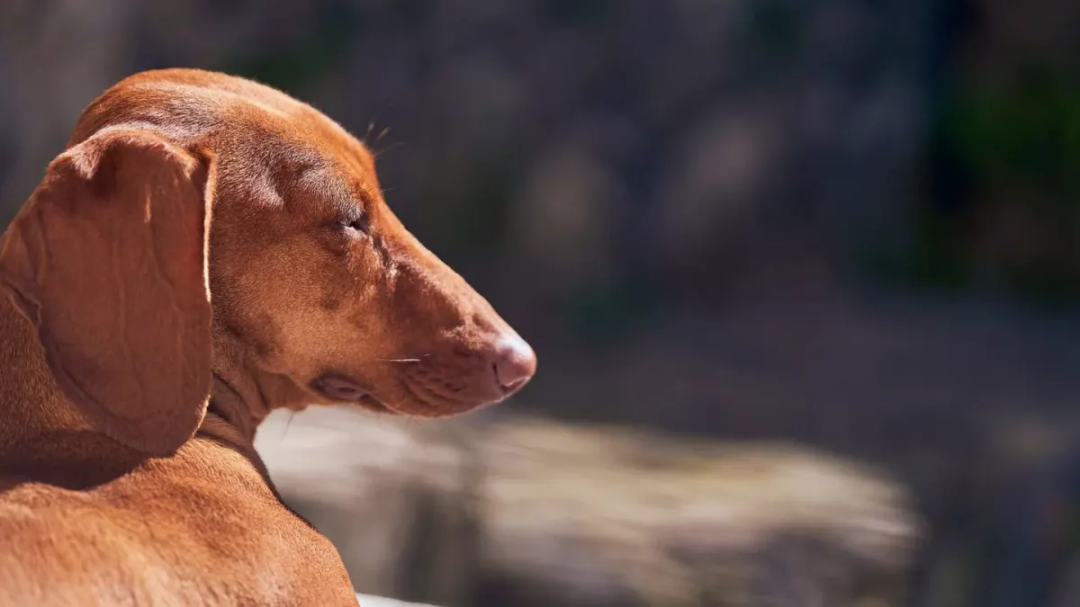A dachshund walking up a low, wide ramp positioned against a living room couch