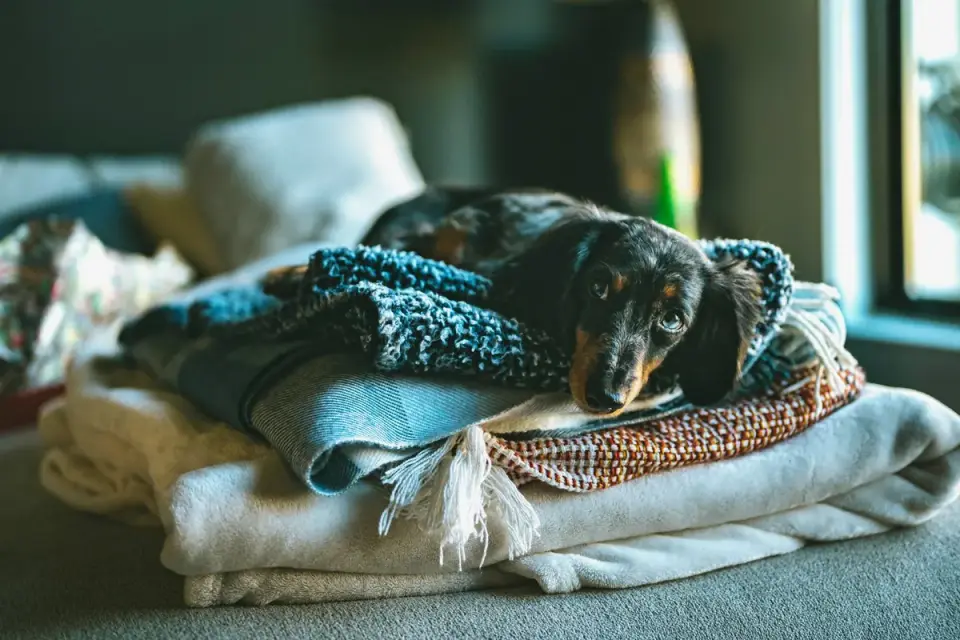 A Dachshund walking up a small ramp onto a couch