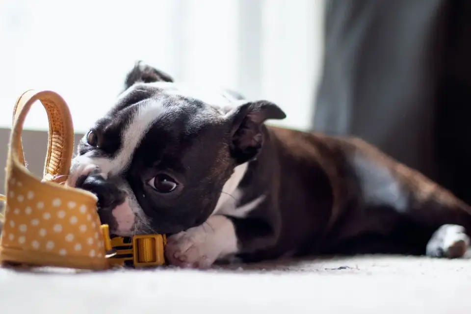 A dog chewing near a closed front door
