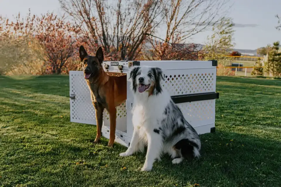 A dog crate secured in the back seat of a car