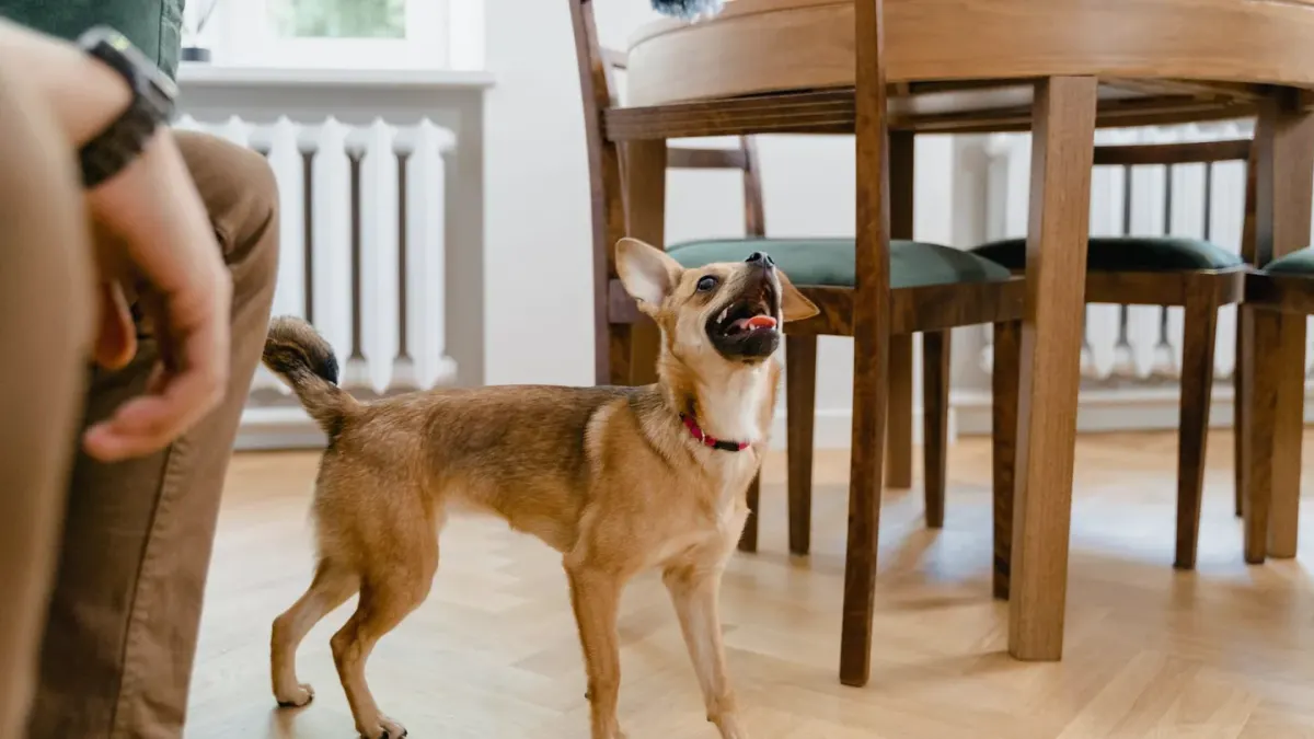 A dog crouched low and hiding partly under a table near a window