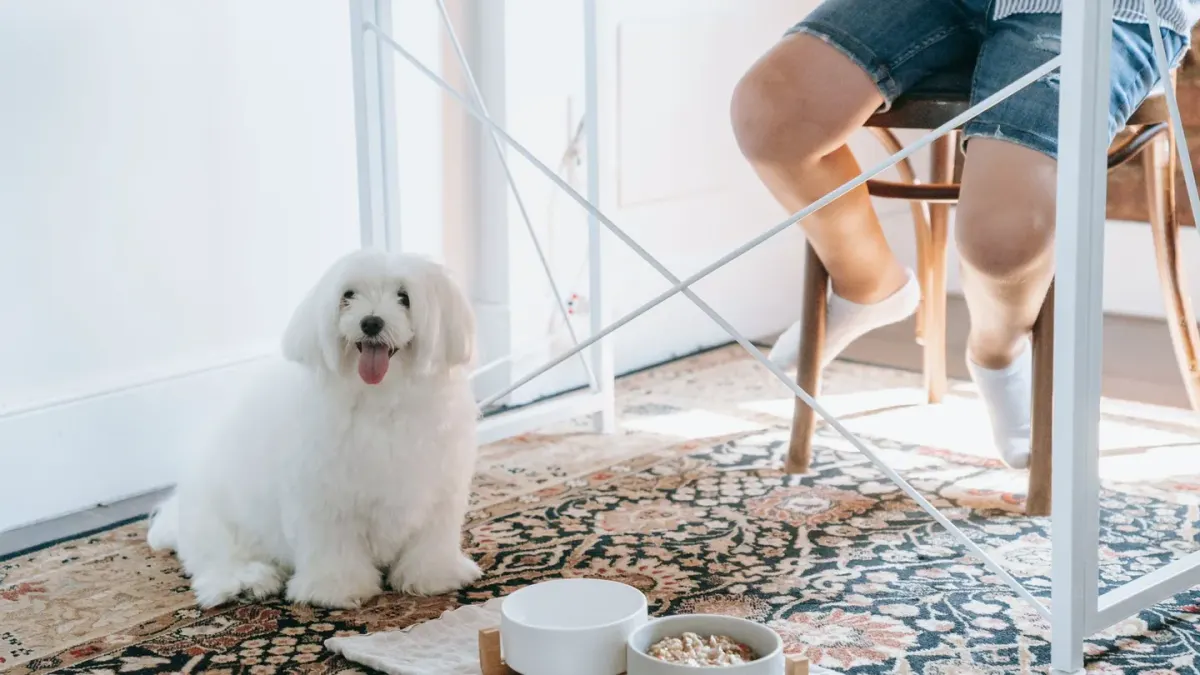 A dog eating from a bowl set on a textured mat in a kitchen corner