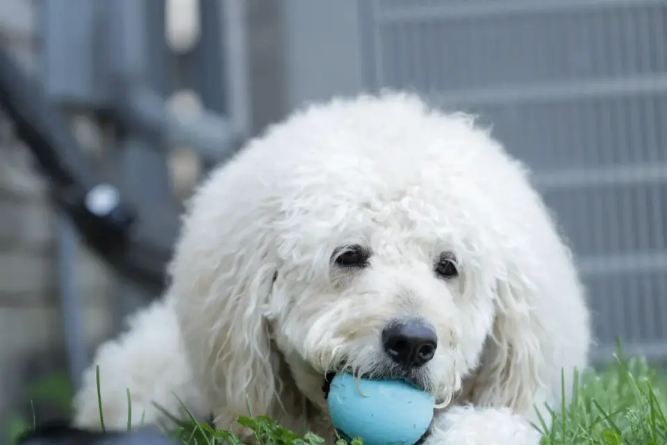 A dog eating a small homemade frozen yogurt treat outdoors