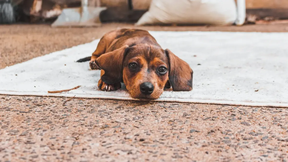 A dog lying on its side in a play dead pose on a living room rug