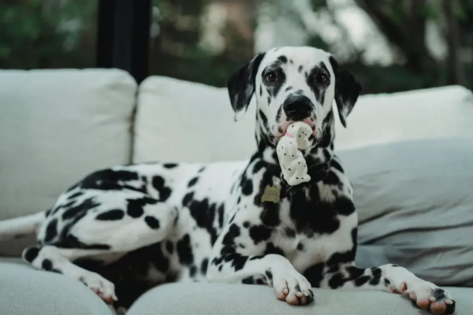 A dog lying on a living room floor chewing on a shoe