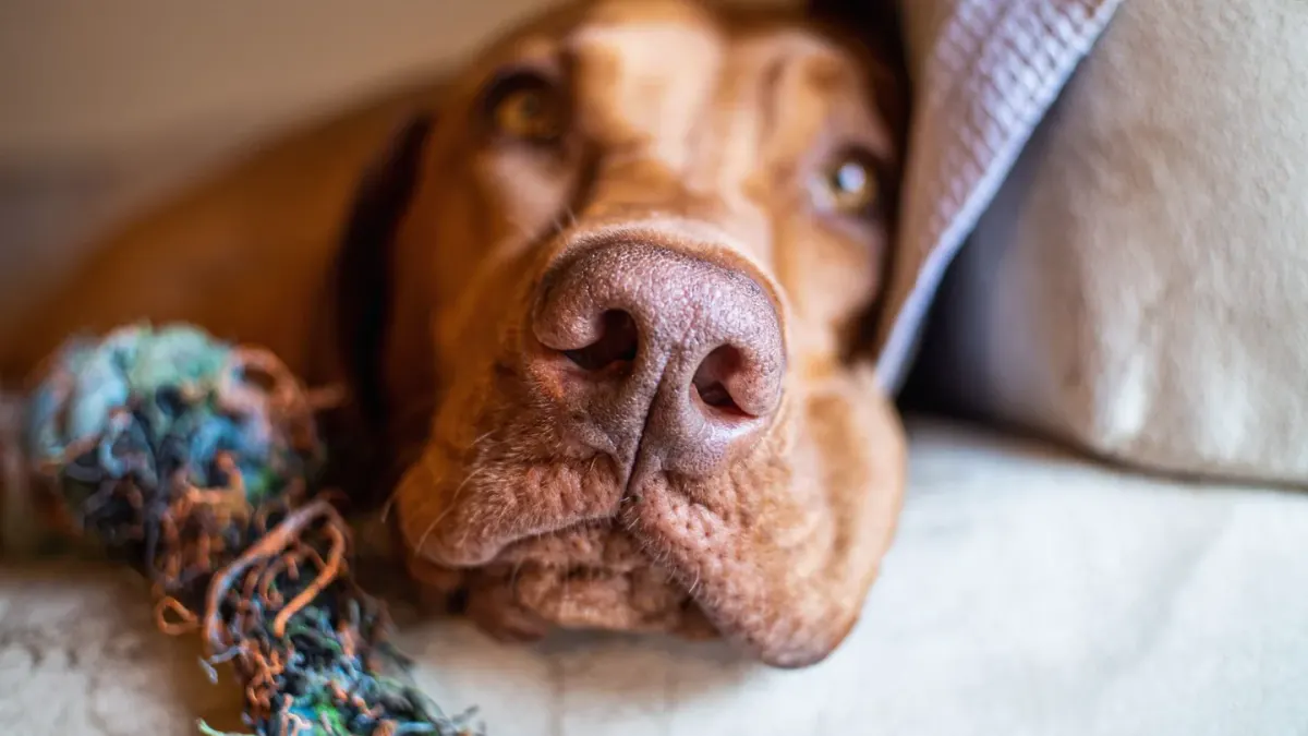 A dog nudging a food-dispensing toy across a wooden floor