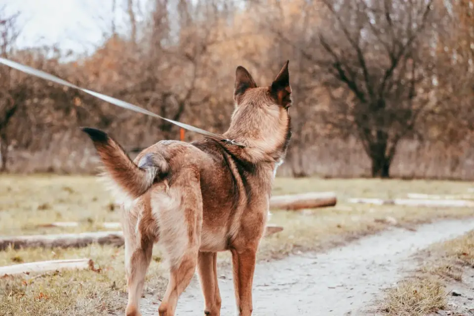 A dog on leash wearing a prong training collar during a walk