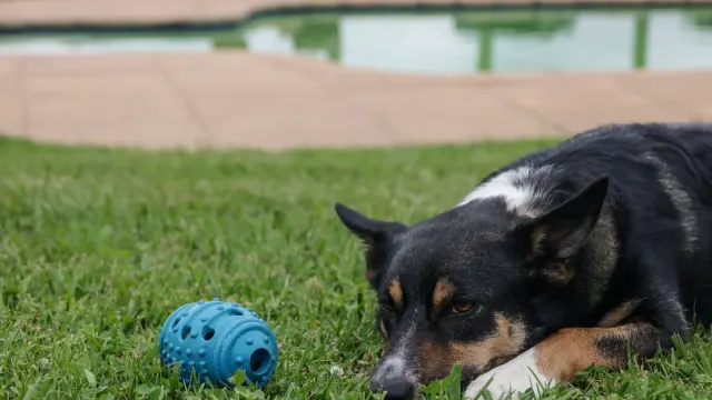 A dog owner crouching to reward their dog with a treat during a training session