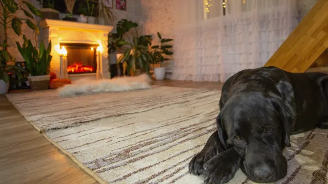 A dog pacing near a couch in a dimly lit living room in the evening