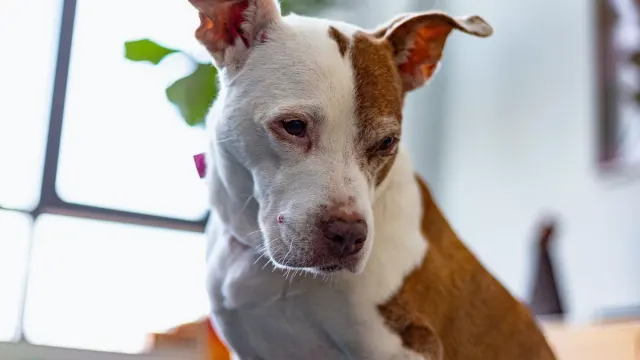 A dog resting calmly on a living room rug next to a pet sitter