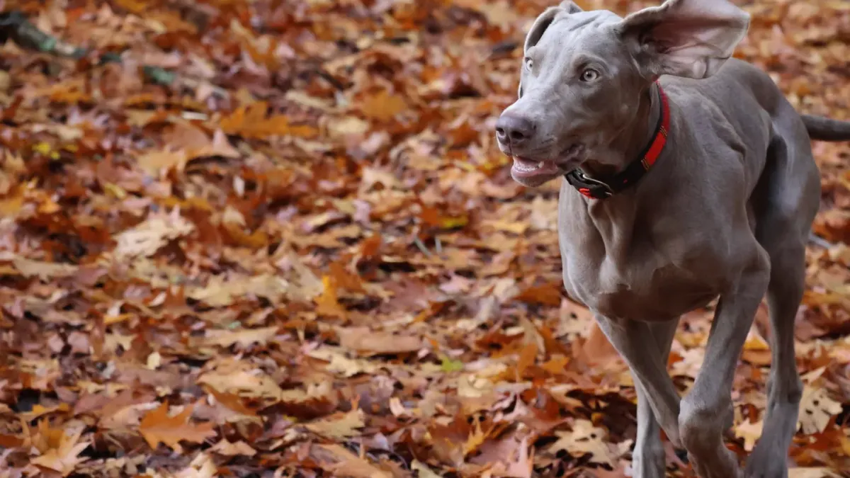 A dog running across an open field wearing a collar-mounted GPS tracker