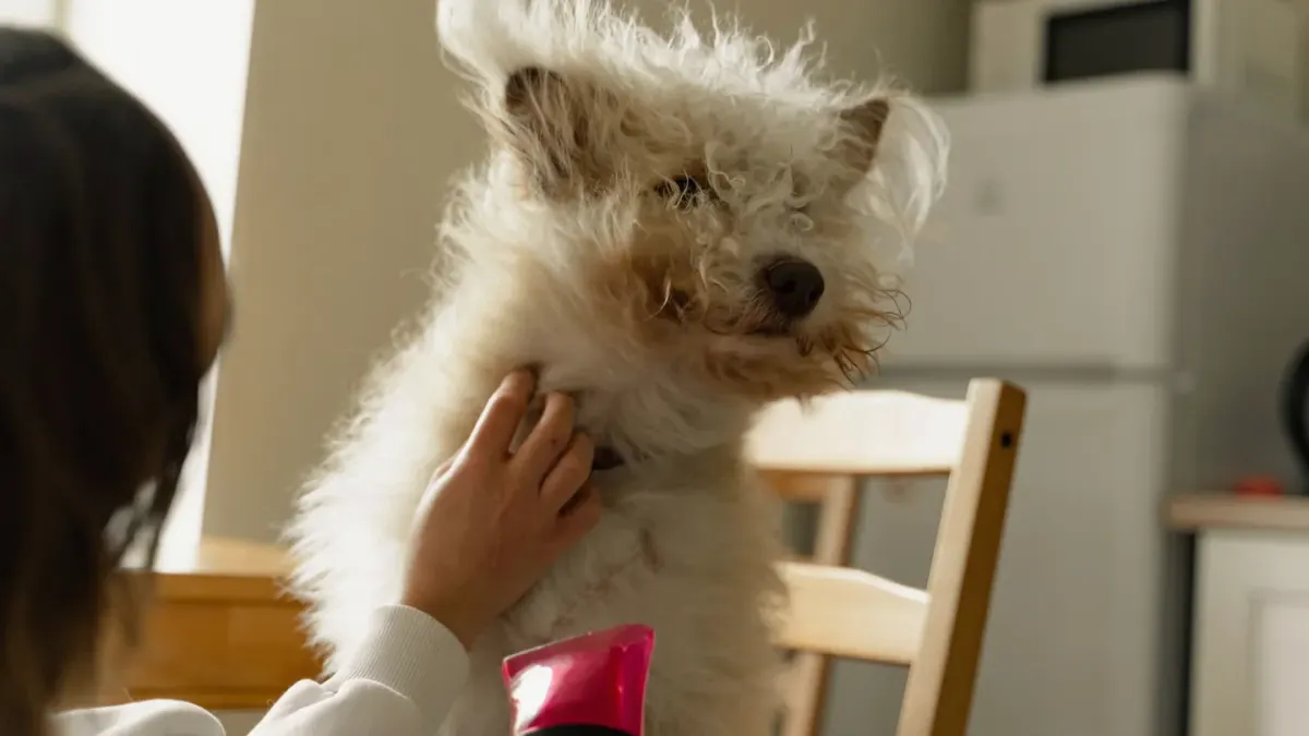 A dog sitting calmly on a grooming table beside a set of clippers and scissors