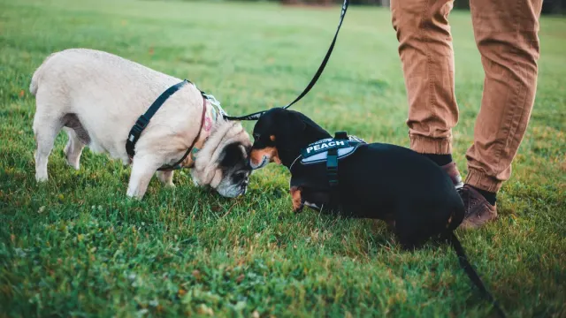 A dog sniffing at a cluster of small mushrooms growing in grass