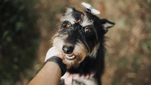 A dog sniffing a handful of fresh blueberries held out by its owner