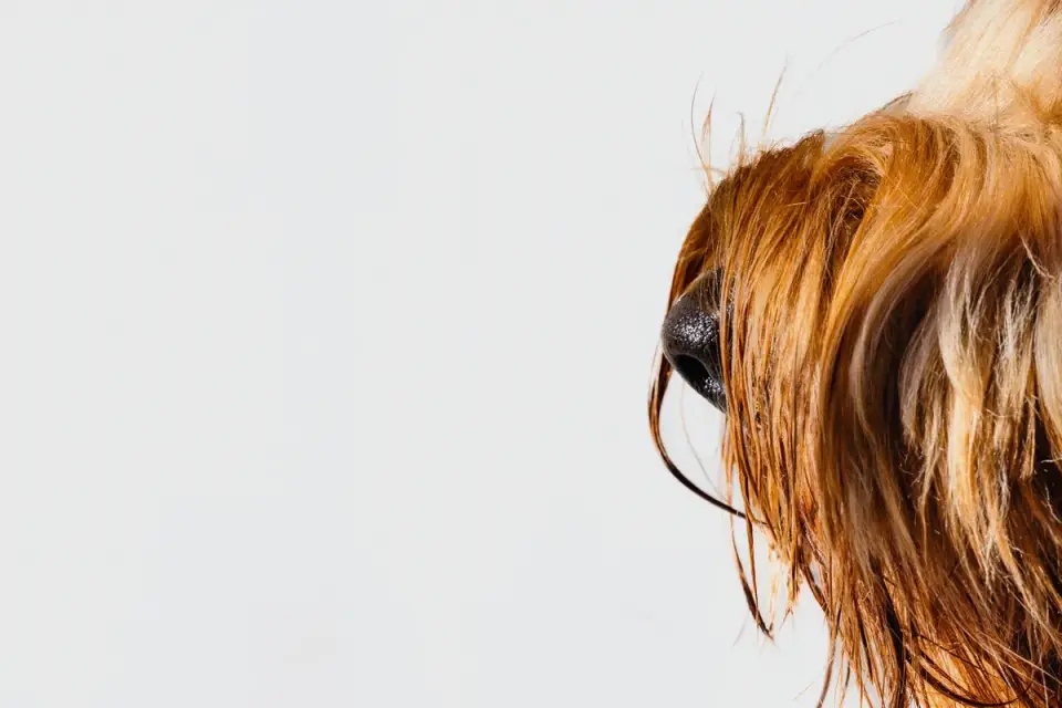 A dog sniffing items left on a bathroom counter near a sink