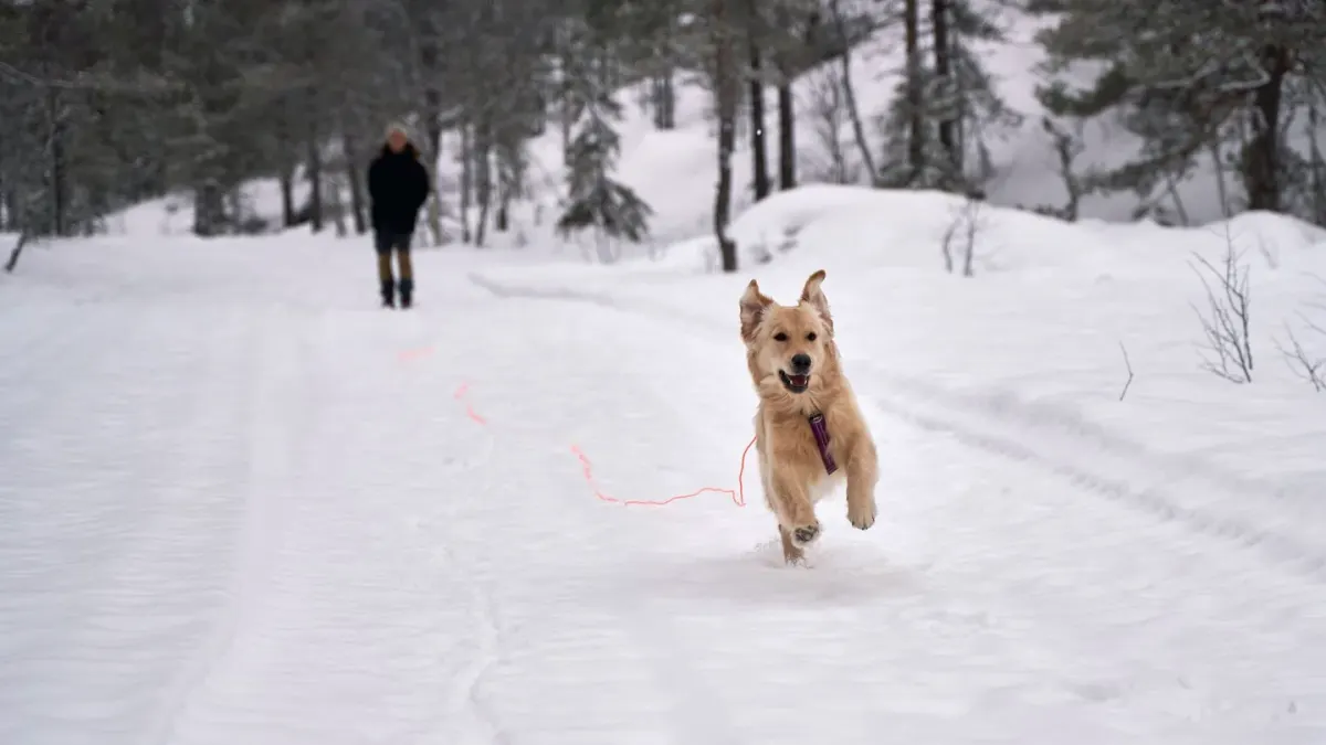A dog sprinting off leash across a grassy field while another walks calmly on a leash
