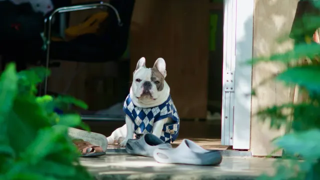 A dog standing near the front door looking toward the door as an owner steps out