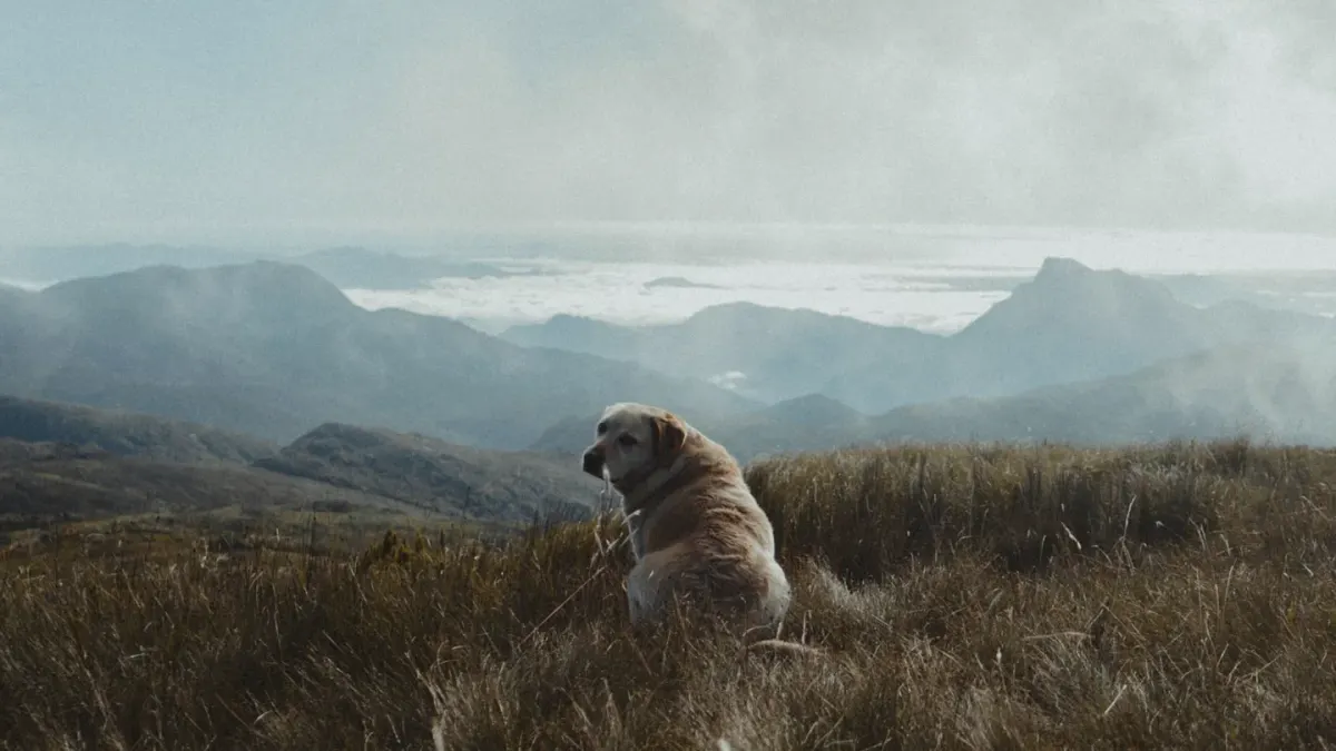 A dog trotting across an open grassy field with a long training line trailing behind