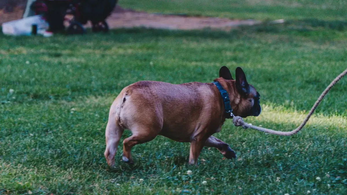 A dog trotting across a grassy field on a long training line