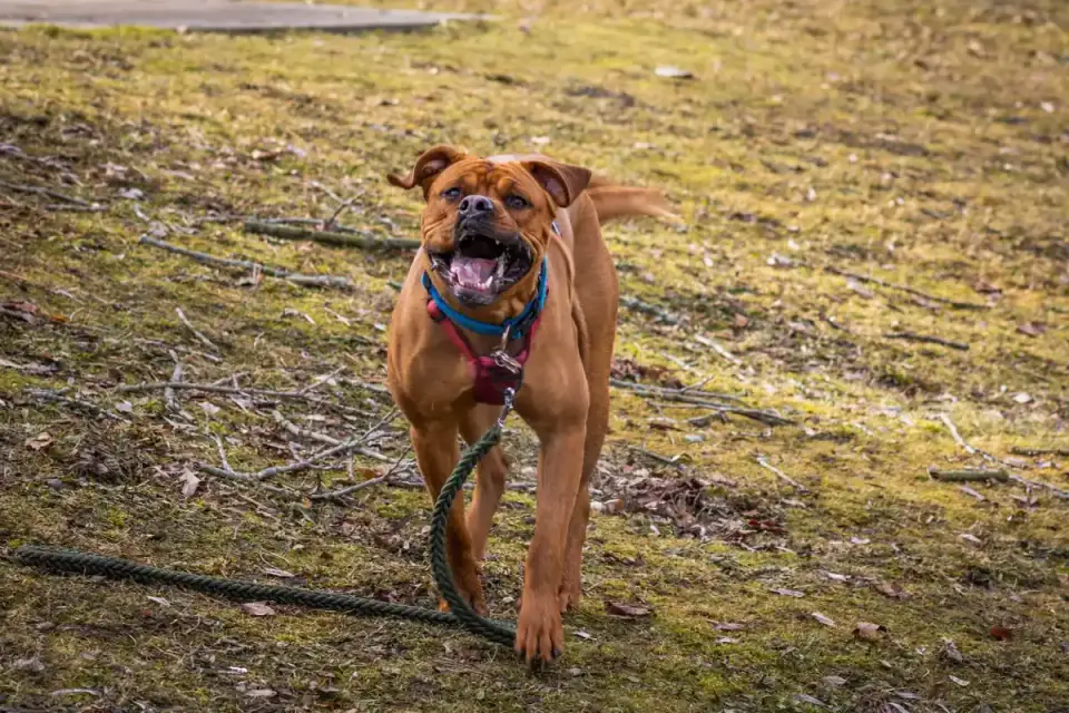A dog trotting across a grassy field on a long training line