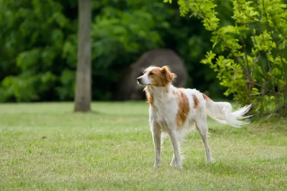 A dog trotting across a grassy yard, viewed from the side
