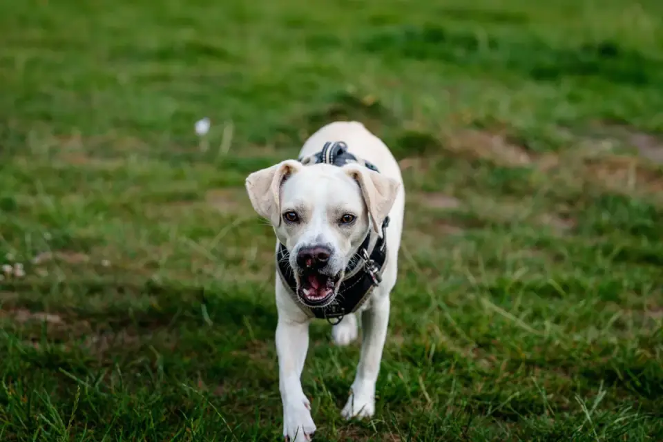 A dog trotting on a trail wearing a Y-front harness with the strap running down the sternum