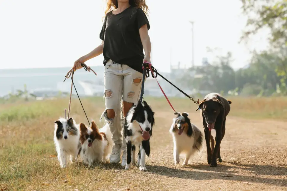 A dog walker crouching to check a leash clip before a drop-in visit