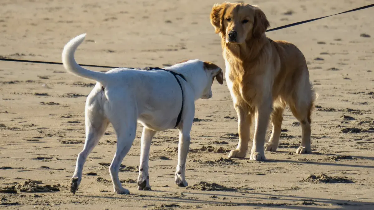 A dog walking beside its owner with a visibly slack leash