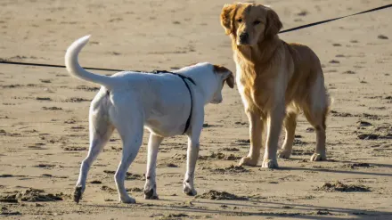 A dog walking beside its owner with a visibly slack leash