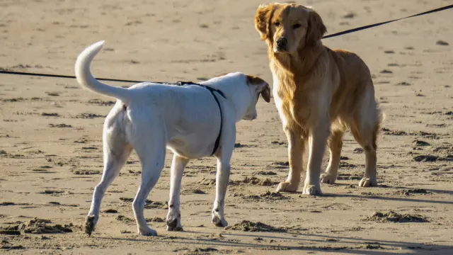 A dog walking beside its owner with a visibly slack leash