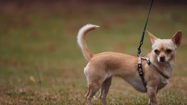 A dog walking on a long line through damp grass