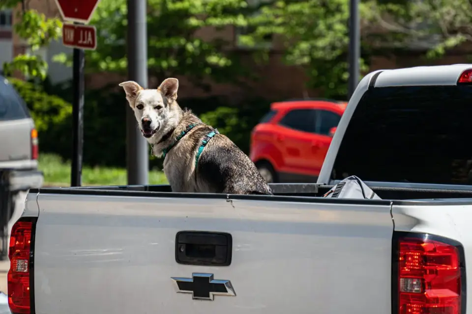 A dog wearing a car harness clipped into the back seat belt
