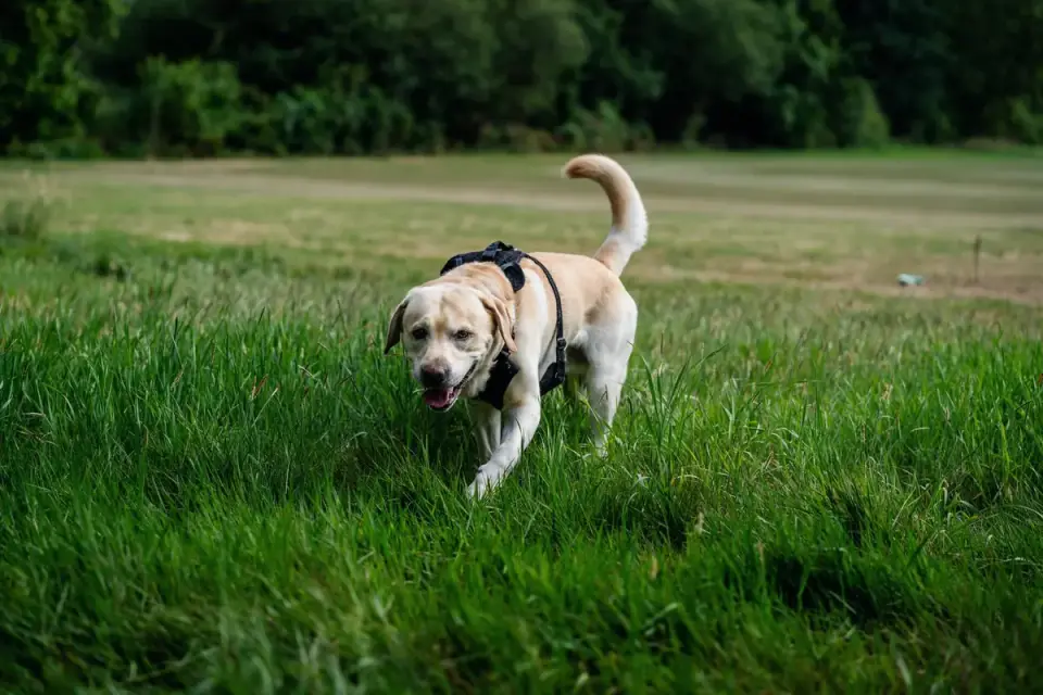 A dog wearing a front-clip harness with the leash attached at the chest