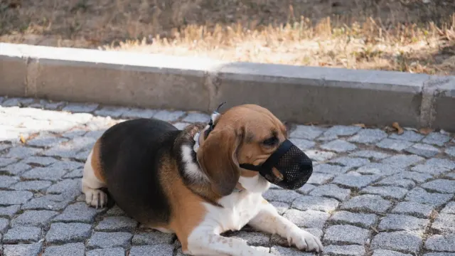 A dog wearing a hard-sided basket muzzle while walking on a leash outside