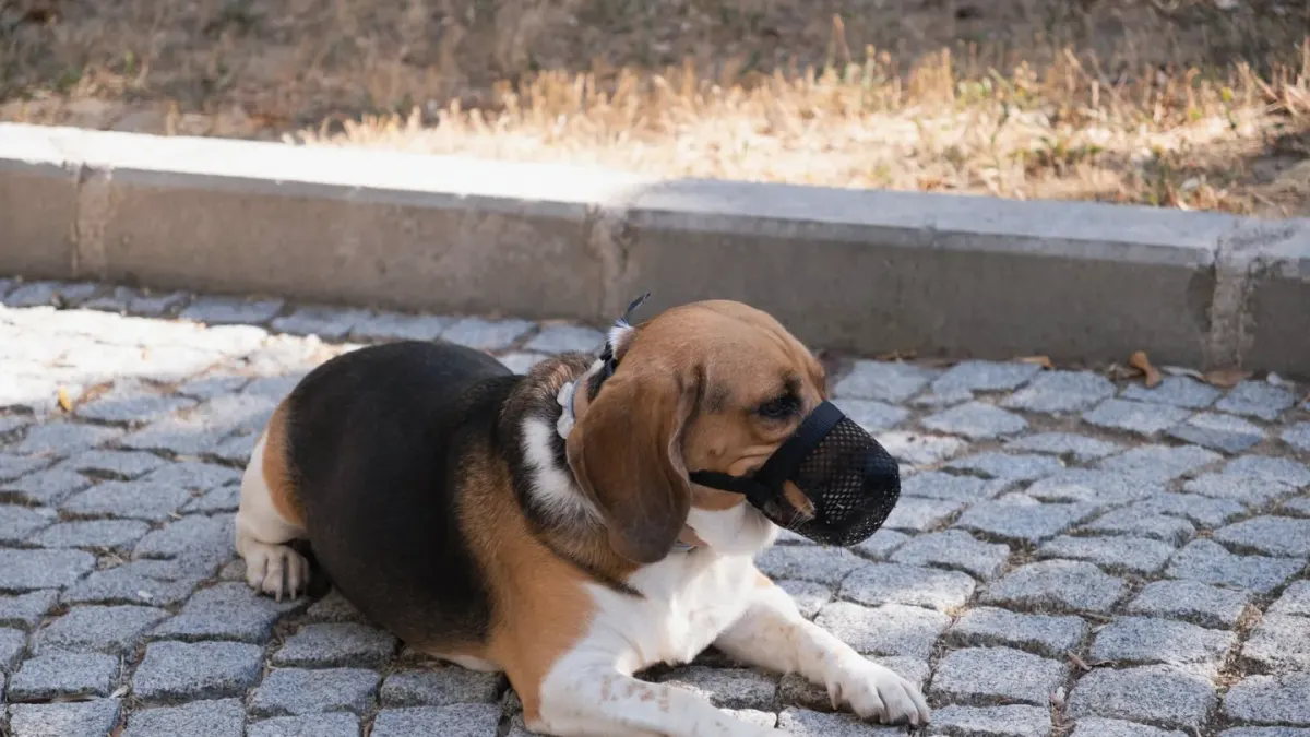 A dog wearing a hard-sided basket muzzle while walking on a leash outside