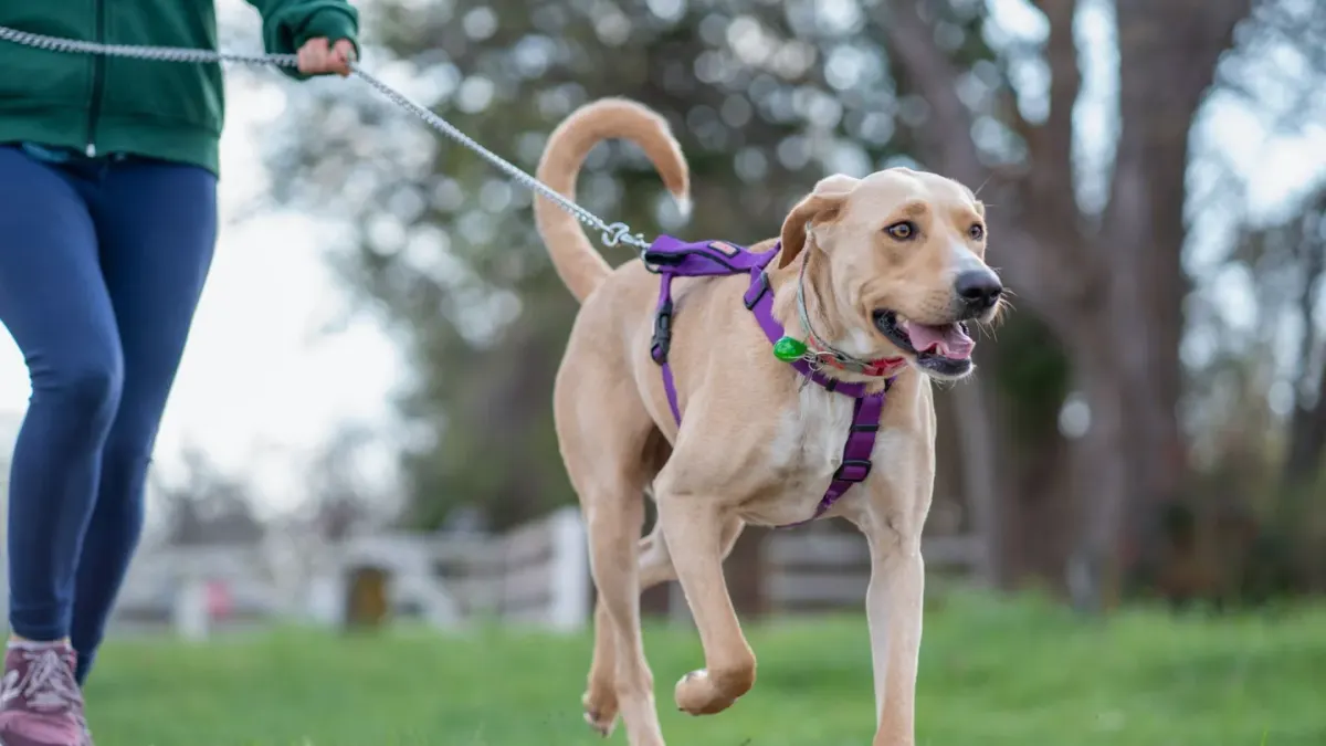 A dog wearing a reflective harness walking beside its owner on a dim sidewalk at dusk
