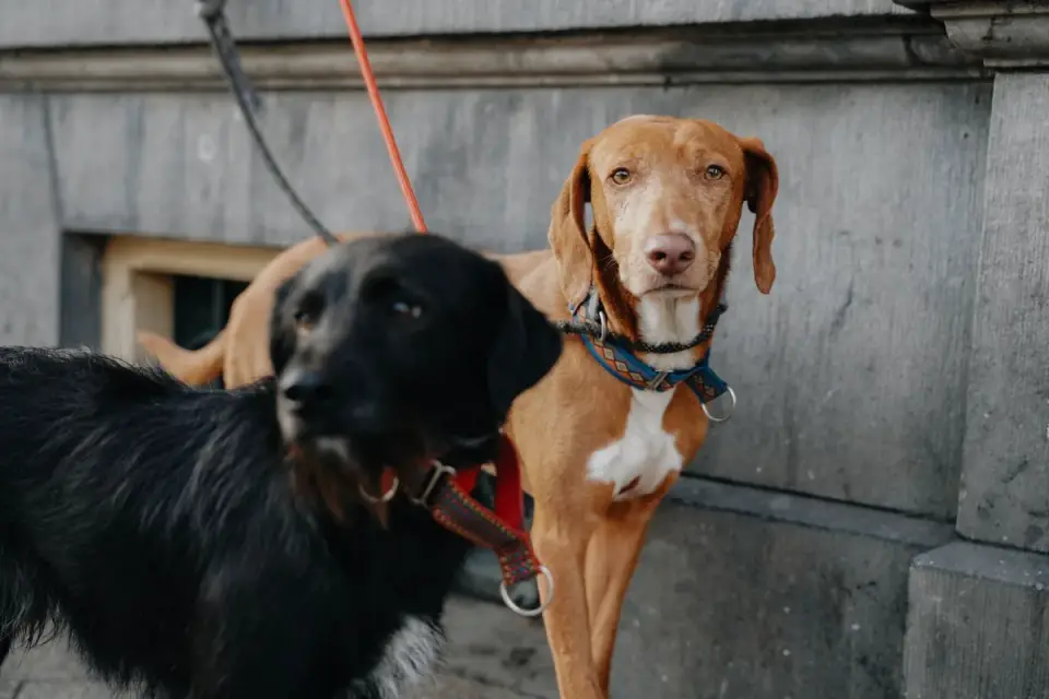 A dog with a stiff, tense body posture staring down another dog while on leash