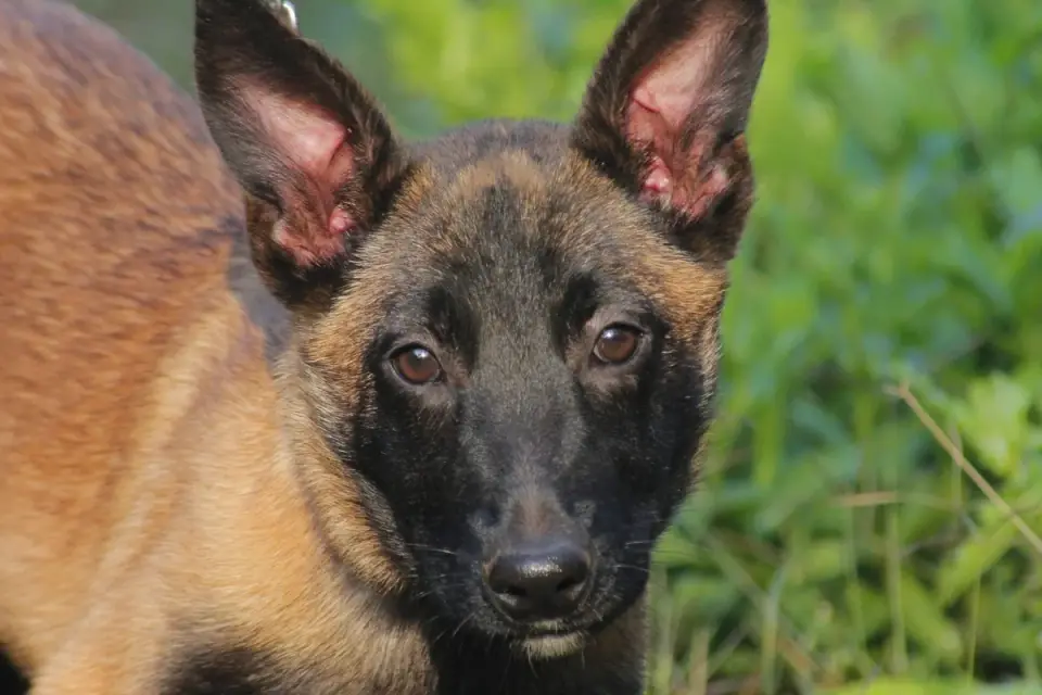 A focused Belgian Malinois standing alert outdoors