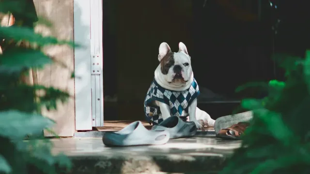 A French Bulldog and a Boston Terrier sitting side by side outdoors