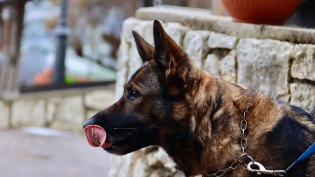 A German Shepherd standing outdoors while an owner brushes its thick double coat with an undercoat rake